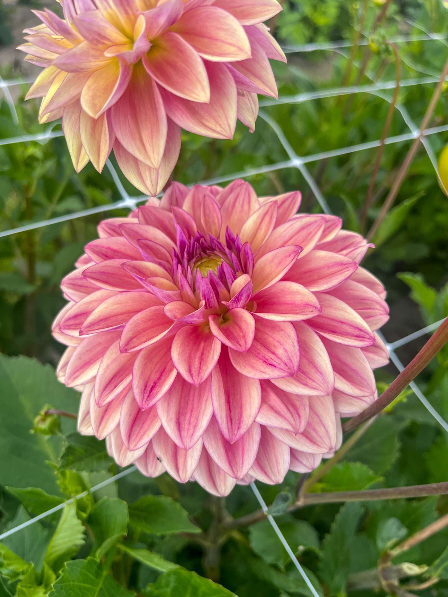 Dahlie 'Dusty Beauty'